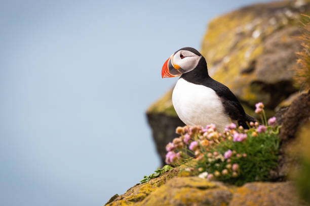 istock Atlantic puffin standing on cliff im summer nature 1284730598