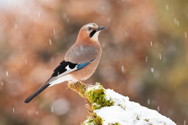 istock Eurasian jay sitting on bough in winter nature during snowfall. 1284731092