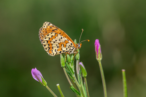 meadow with white mignonette and a butterfly