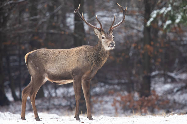 istock Red deer standing in white forest in winter nature. 1284732262
