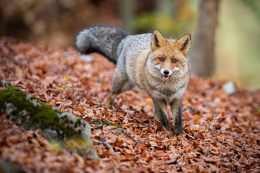 Red fox, vulpes vulpes, standing in forest on leaves in autumn nature. Orange predator looking to the camera in woodland in fall. Wild mammal in movement on foliage.