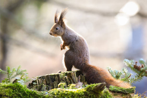가을 자연에서 녹색 나무에 서 붉은 다람쥐 - squirrel softness wildlife horizontal 뉴스 사진 이미지