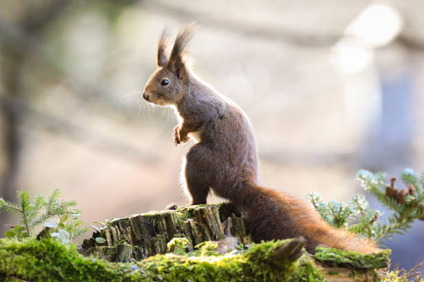 esquilo vermelho em pé sobre madeira verde na natureza do outono - squirrel softness wildlife horizontal - fotografias e filmes do acervo