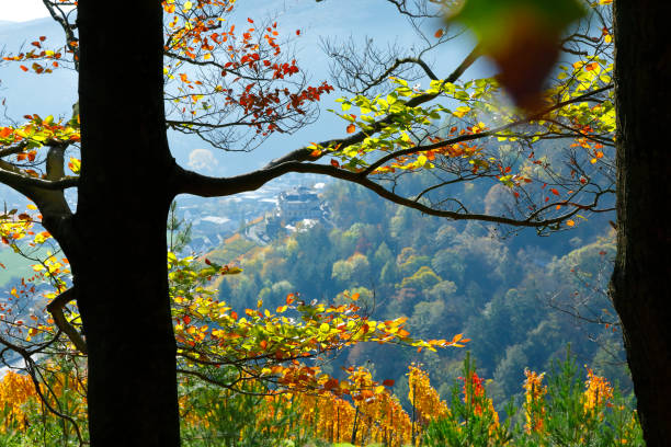 istock Forest above a Vineyard near Ahrweiler 1284732617
