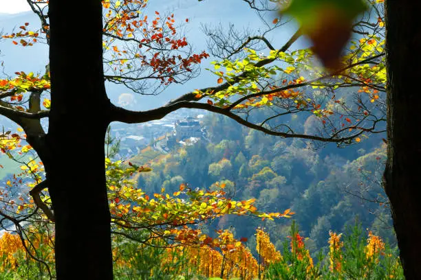 autumnally coloured leaves in a wood near Ahrweiler