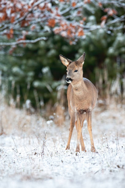istock Young roe deer doe standing on field in winter nature 1284732802