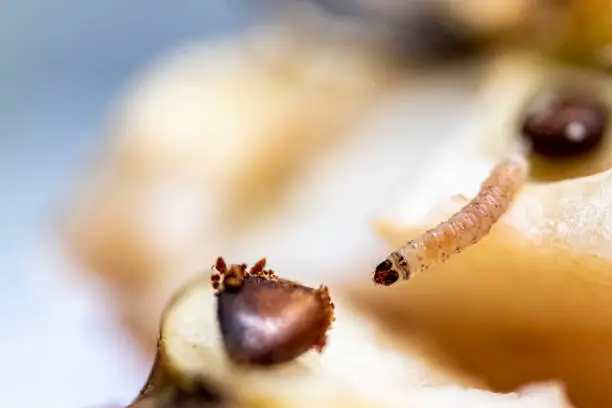 Stock photo of a Codling Moth larva that was found in an apple. Latin name is Cydia pomonella. Shot with a macro lens and natural light. Use of shallow depth of field.