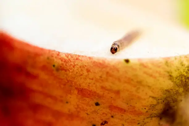 Stock photo of a Codling Moth larva that was found in an apple. Latin name is Cydia pomonella. Shot with a macro lens and natural light. Use of shallow depth of field.