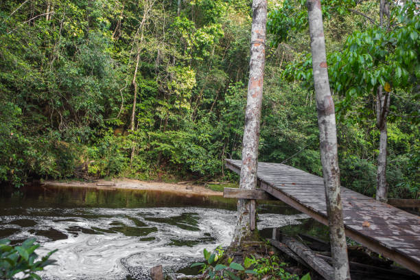 istock A jumping platform above the Amazon River surrounded by rainforest & tropical foliage in the Presidente Figueiredo region of the State of Amazonas, Brazil, South America 1284734553