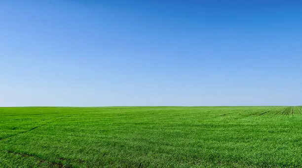 Photo of A lawn with green grass all the way to the horizon. Horizontal landscape of a flat field with fresh spring grass.