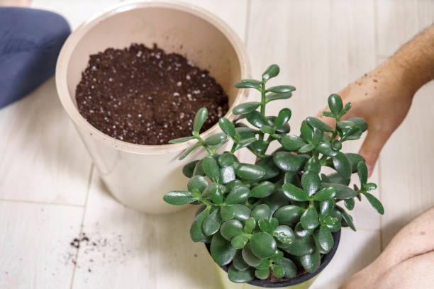 istock transplant a houseplant into another pot 1284735819