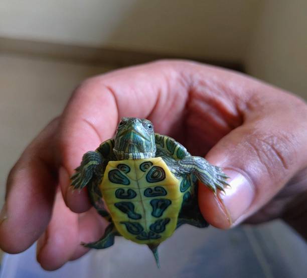 istock Red-eared slider smiling baby turtle in hands 1284736144