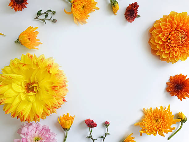 istock floral arrangement on colored background 1284736283