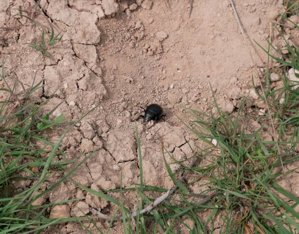 istock Macrophotograph of a large black beetle Pimelia capito with a dent in the shell crawling on the ground red-brown on a Sunny summer day. An insect in its natural environment. 1284736408