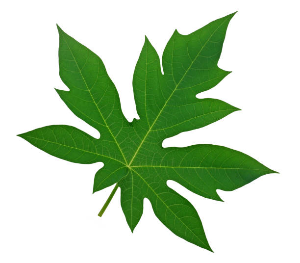 Papaya leaf isolated on white background