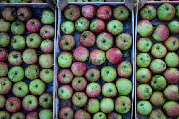 manzanas de cosecha propia en la caída en el campo. manzanas perfectamente apiladas en cajas de madera. - agriculture autumn apple greengrocers shop fotografías e imágenes de stock