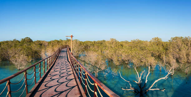 mangrovenspaziergang öffentlicher park in jubail insel abu dhabi, vae - mangrove stock-fotos und bilder