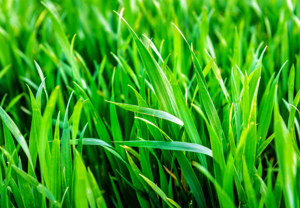 istock green stems of wheat 1284742251