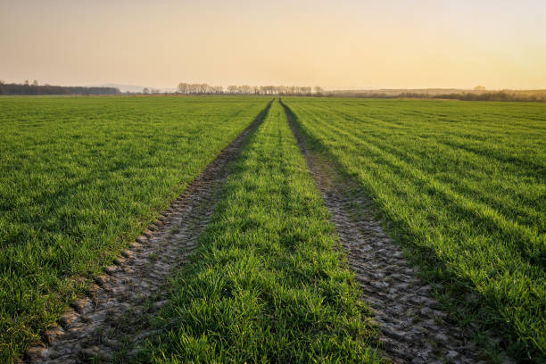 istock tractor tracks on a green field 1284743450