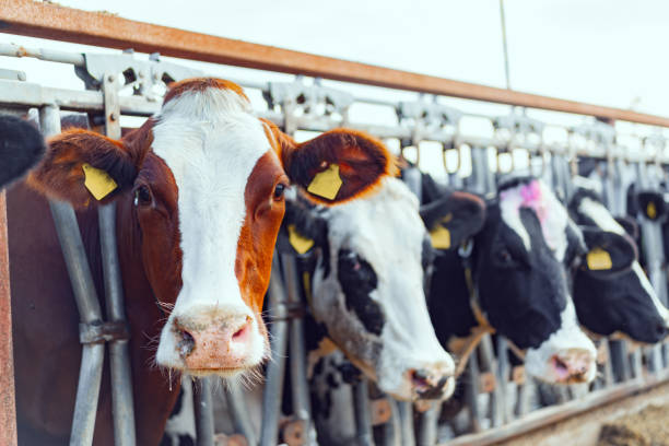 istock Large cowshed with milky cows on the farm 1284744052