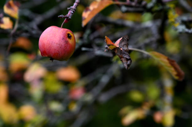 zgniłe jabłko na drzewie, zjedzone przez ptaki - apple rotting fruit apple tree zdjęcia i obrazy z banku zdjęć