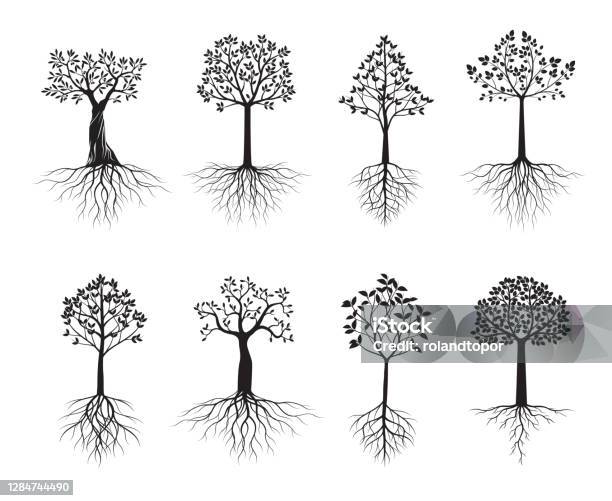 Tree Outline Reverse Set Back Trees And Leaves Vector Outline Illustration Eps File Stock ...