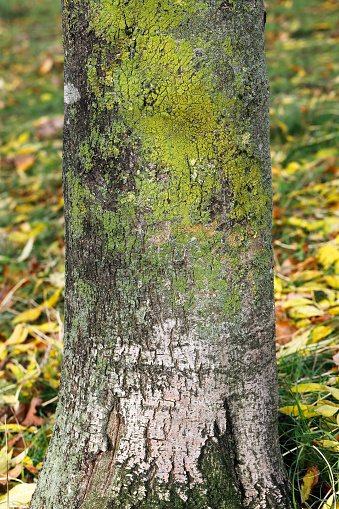 Mossy green bark on an ash tree (Fraxinus excelsior) growing in Mitcham, Surrey. The green is due to lichen and moss. The colours are enhanced by the dampness of the autumn season.