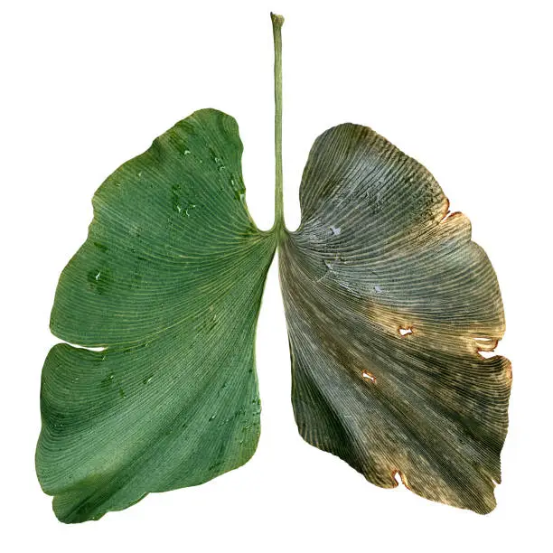 Environmental air pollution and ecological lungs damaged by industry as an environent and forestry conservation concept or dirty air symbol with a ginkgo biloba leaf shaped as a breathing lung isolated on a white background.