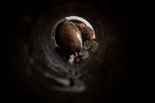A rear view of a brown and white rat in a dark narrow pipe, it is looking back at the camera.