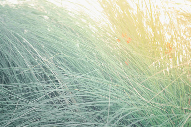 Tall green grass background on a field. Close up