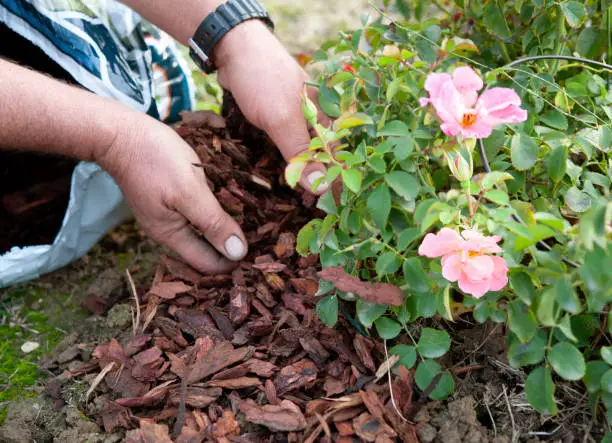 Photo of Gardener uses the pine bark to mulch a rose bush. Mulching is a cultivation technique.