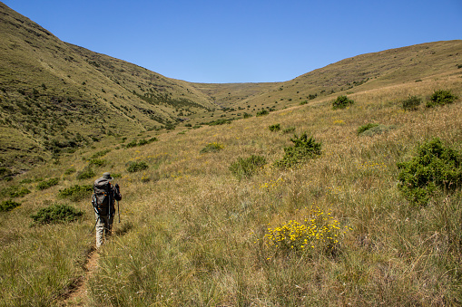 A lone hiker walking through the grass covered mountains of the Golden Gate Highlands National Park, in South Africa, on a clear sunny Autumn Day
