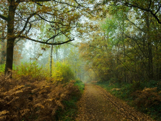 istock Autumn woodland road 1284748952