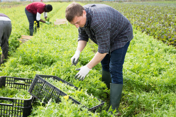 istock Team of workers harvests green mizuna on the field 1284749562