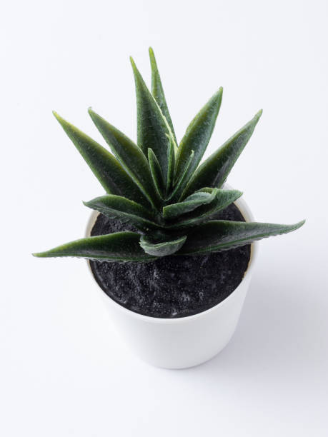 istock table plant isolated stock images. 1284750233