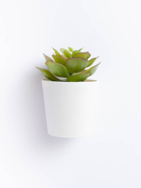 istock table plant isolated stock images. 1284750248