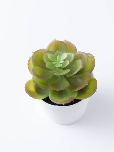 istock table plant isolated stock images. 1284750267