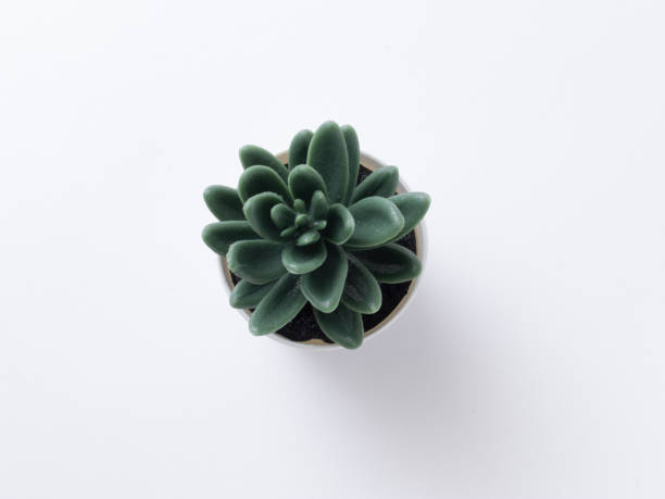 istock table plant isolated stock images. 1284750289