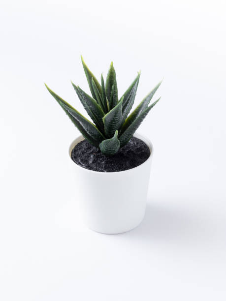 istock table plant isolated stock images. 1284750302