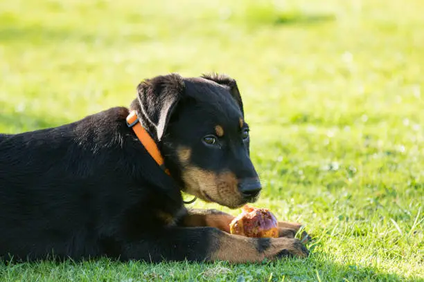 adorable young Beauce shepherd dog lying in the green grass and eating an apple