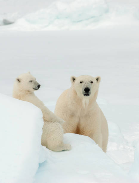 istock Polar Bear (Ursus maritimus) adult and cub 1284751061