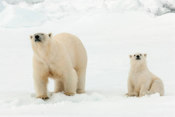 istock Polar Bear (Ursus maritimus) adult and cub 1284751215