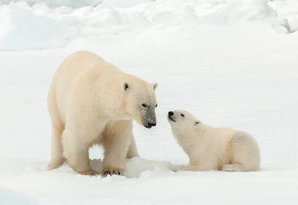 Polar Bear (Ursus maritimus) adult and cub stock photo