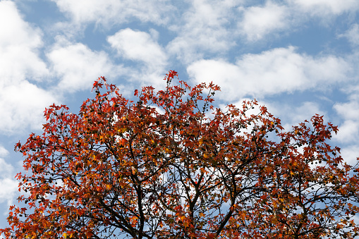 The red autumnal leaves of a liquidambar tree (sweetgum, Liquidambar styraciflua) graduate through scarlet to plum purple, against a blue autumn sky with puffy white clouds. Other common names for this tree include redgum and satin-walnut.