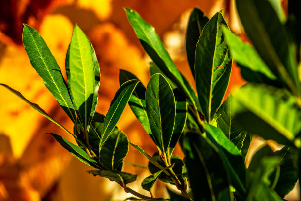 Close Up of real laurel