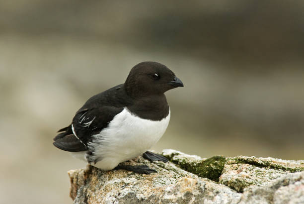 istock Little Auk, Little Alk, All All 1284752164