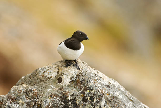 istock Little Auk, Little Alk, All All 1284752211