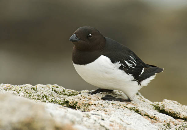 istock Little Auk, Little Alk, All All 1284752242