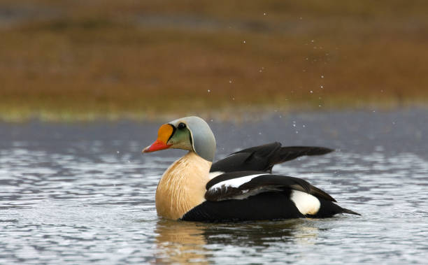 istock Koningseider, King Eider, Somateria spectabilis 1284752344