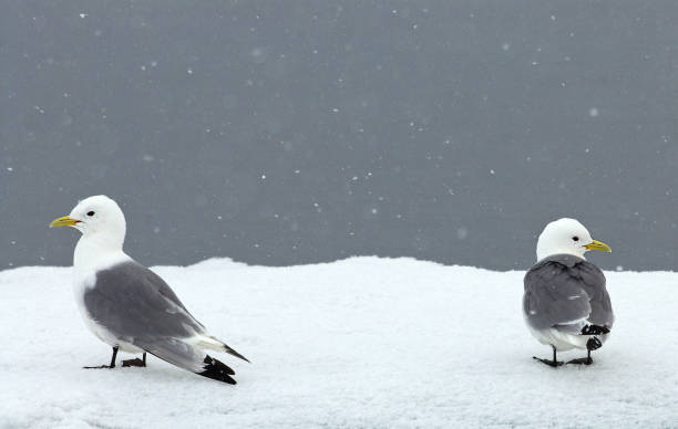 istock Black-legged Kittiwake, Drieteenmeeuw, Rissa tridactyla 1284752489